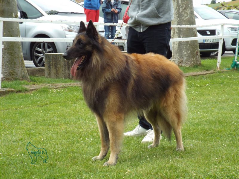 CHCEPPB.CHE.Lark D�Aquivelt EXC 1 Campeones machos  y CCPB